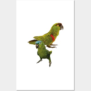 Parrots Posters and Art